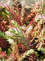 Sedum rupestre, forme glauque (fam Crassulacees) (Europe) (2) (Photo F. Mrugala)